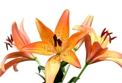 Kvety Fototapeta - Lily 6224